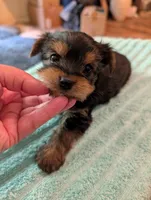 Bubba, a male Yorkshire Terrier for sale in London, KY – Photo 4 of 9