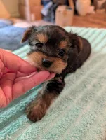 Bubba, a male Yorkshire Terrier for sale in London, KY – Photo 1 of 9