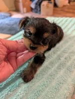 Bubba, a male Yorkshire Terrier for sale in London, KY – Photo 2 of 9