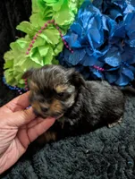 Jelly bean, a male Yorkipoo for sale in London, KY – 2 of 8