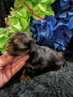 Jelly bean, a male Yorkipoo for sale in London, KY – 8 of 8