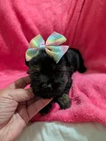 Sadie, a female Morkie for sale in London, KY – 4 of 10