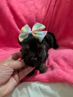 Sadie, a female Morkie for sale in London, KY – 7 of 10
