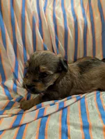 Hershey , a male Morkie for sale in London, KY – 6 of 10