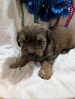 Hershey , a male Morkie for sale in London, KY – 9 of 10