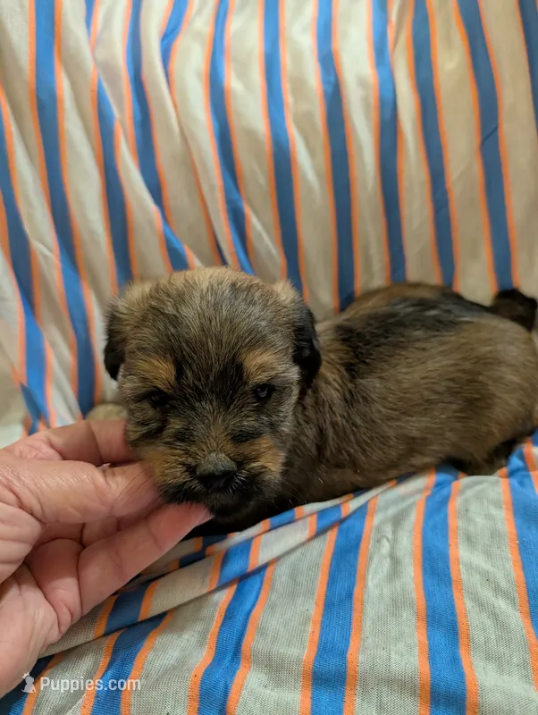 Hershey  – Morkie puppy for sale in London, KY