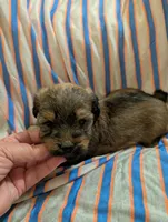 Hershey , a male Morkie for sale in London, KY – 1 of 10