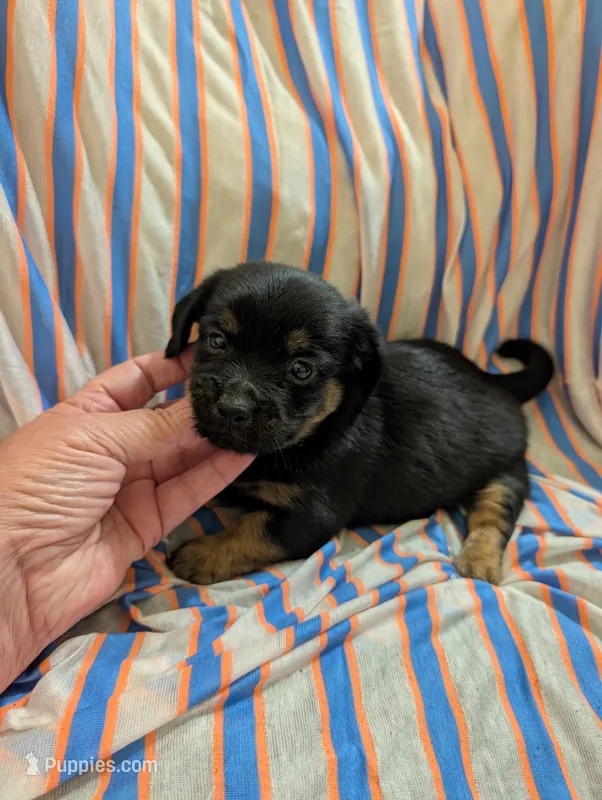 Harley – Morkie puppy for sale in London, KY