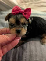 Lilly, a female Yorkshire Terrier for sale in London, KY – Photo 1 of 10