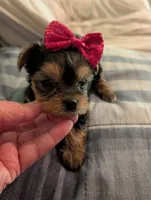 Lilly, a female Yorkshire Terrier for sale in London, KY – Photo 2 of 10