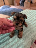 Lilly, a female Yorkshire Terrier for sale in London, KY – Photo 7 of 10