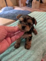 Lilly, a female Yorkshire Terrier for sale in London, KY – Photo 9 of 10