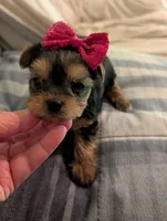 Lilly, a female Yorkshire Terrier for sale in London, KY – Photo 6 of 10