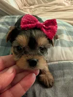 Lilly, a female Yorkshire Terrier for sale in London, KY – Photo 10 of 10