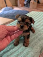 Lilly, a female Yorkshire Terrier for sale in London, KY – Photo 3 of 10