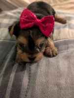 Lilly, a female Yorkshire Terrier for sale in London, KY – Photo 4 of 10