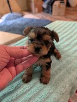 Lilly, a female Yorkshire Terrier for sale in London, KY – Photo 5 of 10