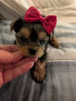 Lilly, a female Yorkshire Terrier for sale in London, KY – Photo 8 of 10