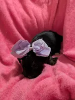 Jelly bean, a female Morkie for sale in London, KY – 8 of 10
