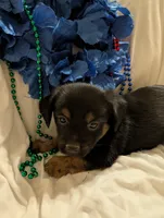 Puppers, a male Morkie for sale in London, KY – 6 of 10