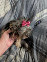 Maggie , a female Yorkshire Terrier for sale in London, KY – 9 of 10