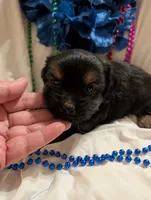 Harley, a male Morkie for sale in London, KY – 2 of 10