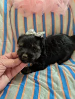 Macy , a female Morkie for sale in London, KY – 8 of 10