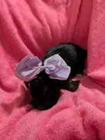 Jelly bean, a female Morkie for sale in London, KY – 4 of 10