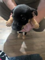 Happy, a male Chorkie for sale in London, KY – 1 of 6