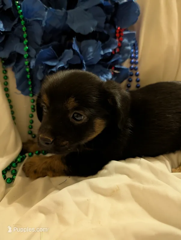 Puppers – Morkie puppy for sale in London, KY