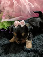 Scarlett , a female Yorkipoo for sale in London, KY – 5 of 10