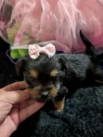 Scarlett , a female Yorkipoo for sale in London, KY – 8 of 10