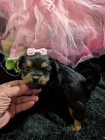 Scarlett , a female Yorkipoo for sale in London, KY – 3 of 10