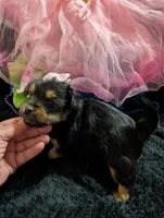 Scarlett , a female Yorkipoo for sale in London, KY – 6 of 10