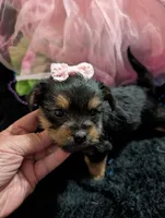 Scarlett , a female Yorkipoo for sale in London, KY – 2 of 10