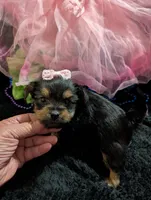 Scarlett , a female Yorkipoo for sale in London, KY – 7 of 10