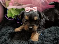 Scarlett , a female Yorkipoo for sale in London, KY – 4 of 10