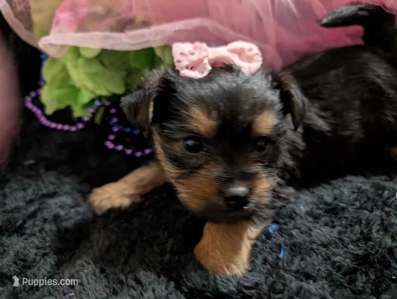 Scarlett  – Yorkipoo puppy for sale in London, KY