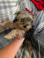 Maggie , a female Yorkshire Terrier for sale in London, KY – 5 of 10