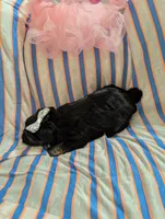 Macy , a female Morkie for sale in London, KY – 6 of 10