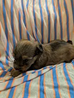 Hershey , a male Morkie for sale in London, KY – 8 of 10
