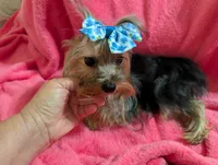 Maggie , a female Yorkshire Terrier for sale in London, KY – 9 of 10