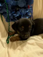 Puppers, a male Morkie for sale in London, KY – 4 of 10