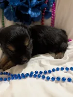 Harley, a male Morkie for sale in London, KY – 6 of 10