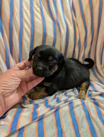 Harley, a male Morkie for sale in London, KY – 5 of 10