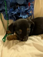 Puppers, a male Morkie for sale in London, KY – 3 of 10