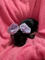 Jelly bean, a female Morkie for sale in London, KY – 9 of 10