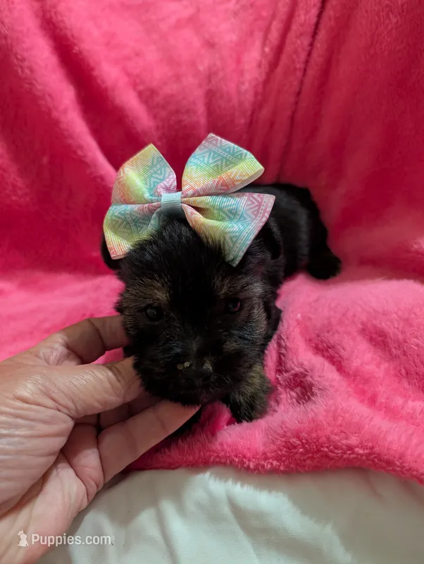 Sadie – Morkie puppy for sale in London, KY