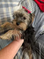Maggie , a female Yorkshire Terrier for sale in London, KY – 2 of 10