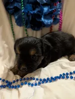 Harley, a male Morkie for sale in London, KY – 9 of 10